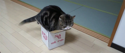 El gato que encuentra su cola... y alucina con ella (VÍDEO)