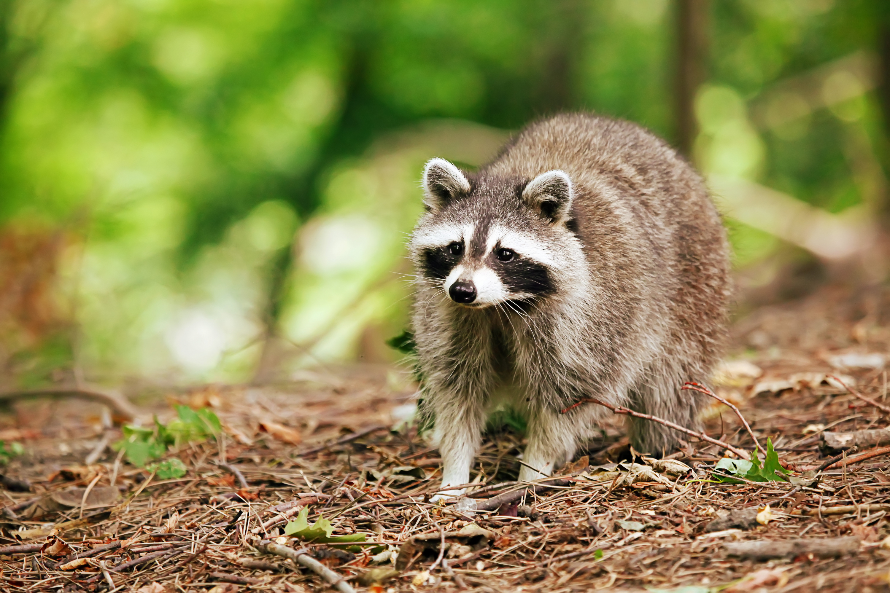 Mapache Ranch Pepe Lara, experto en fauna de la Comunidad de Madrid: 'Hemos retirado ...