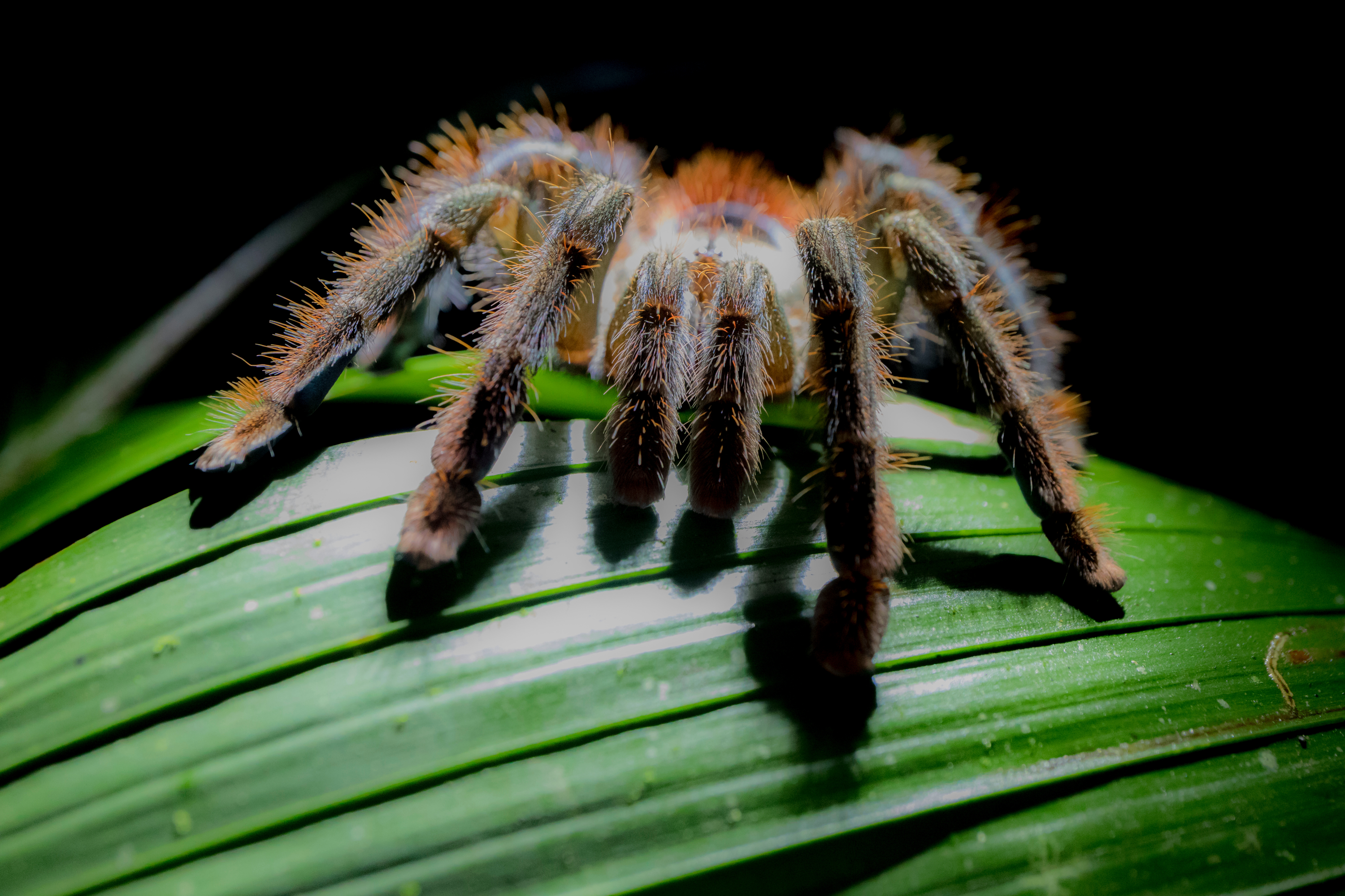 Los científicos descubren una araña que ha evolucionado para parecer ...